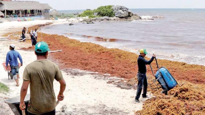Reportan pérdidas de hasta 60% por sargazo en Quintana Roo . Noticias en tiempo real