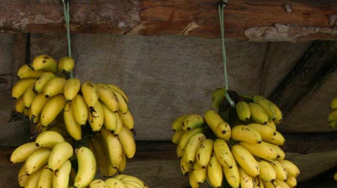 México y China firman acuerdo para exportar plátano . Noticias en tiempo real