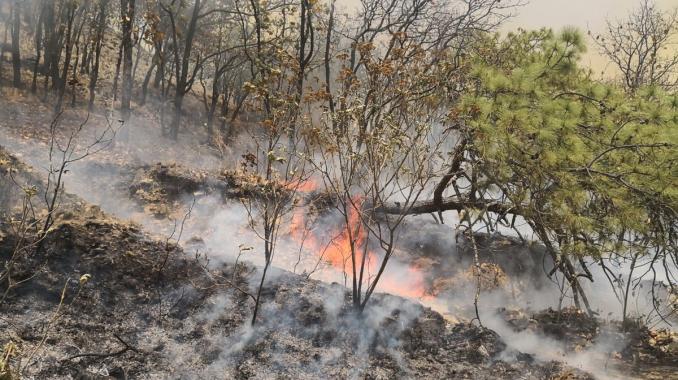 Declaran emergencia en Jalisco por incendio en Bosque La Primavera. Noticias en tiempo real