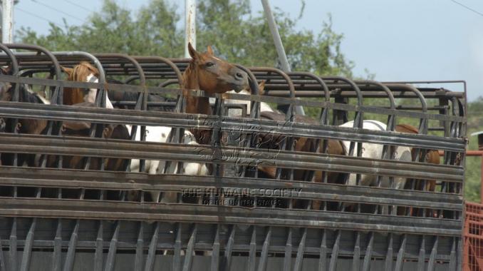 Venden carne de caballo en lugar de res en México. Noticias en tiempo real